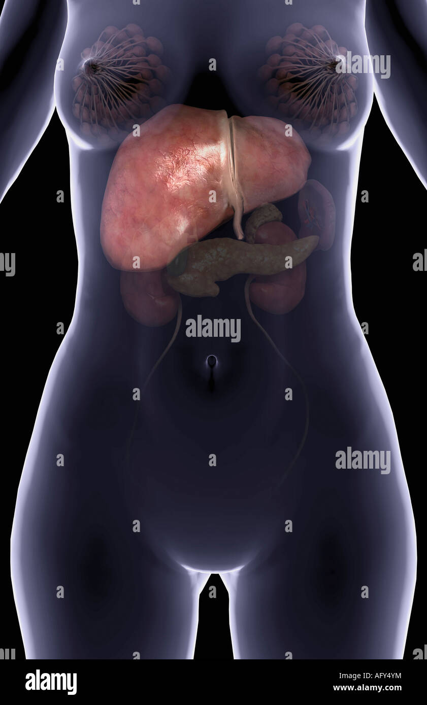 The upper digestive accessory organs Stock Photo