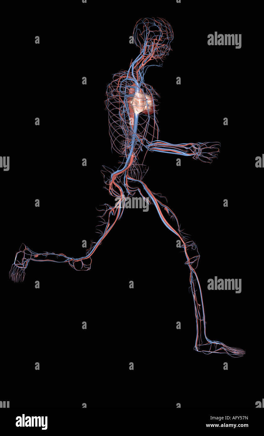 The vascular system Stock Photo