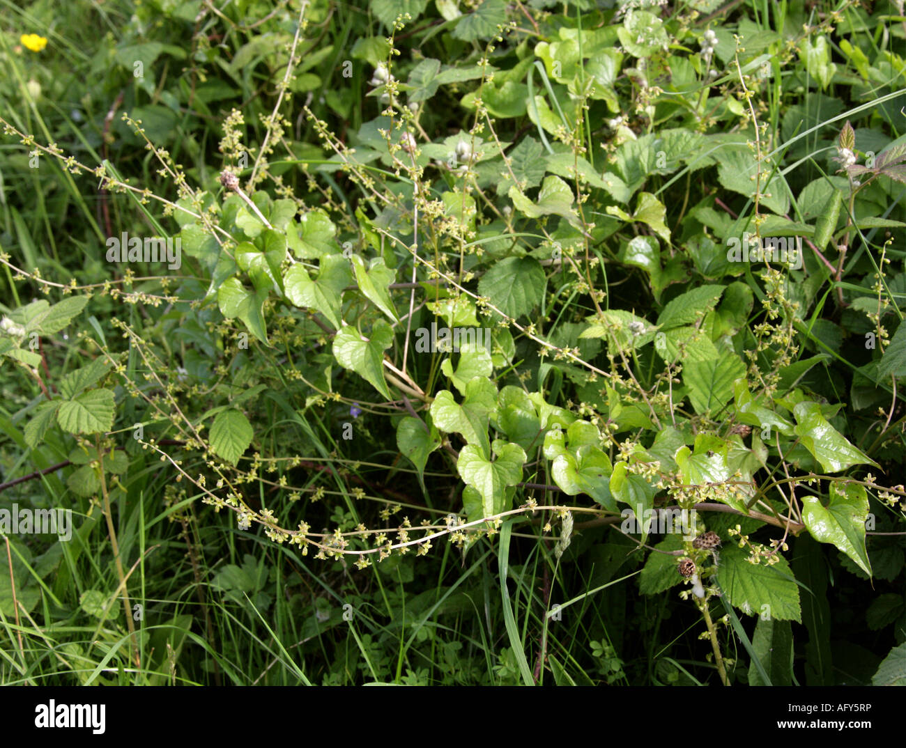 Black Bryony Tamus communis Dioscoreaceae Stock Photo