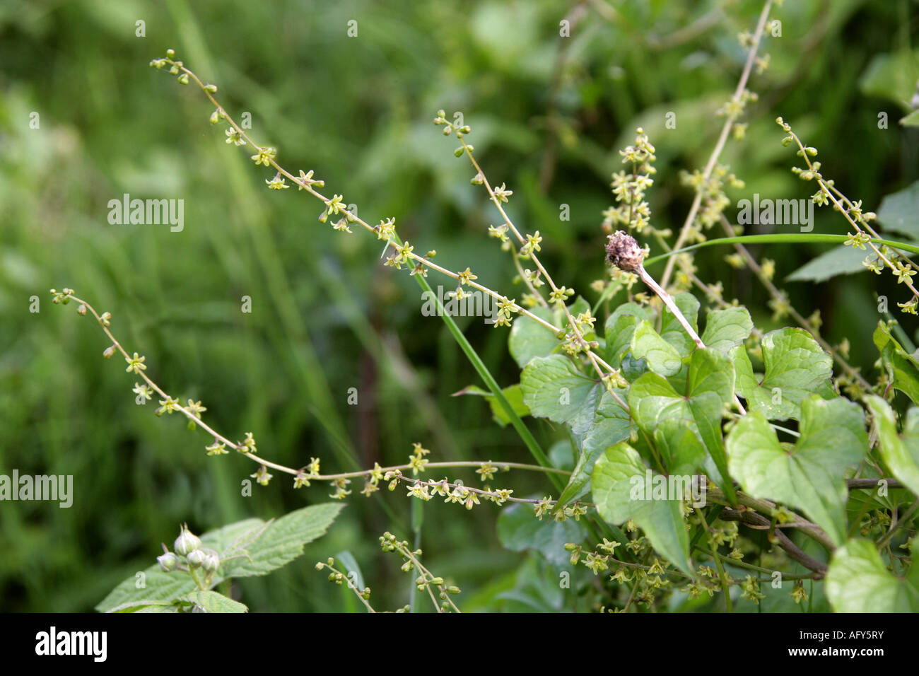 Black Bryony Tamus communis Dioscoreaceae Stock Photo