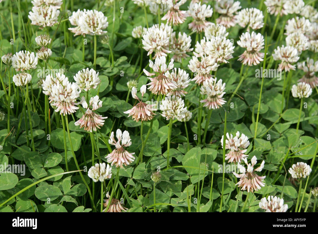 White Clover, Trifolium repens, Fabaceae (Leguminosae) aka Wild White