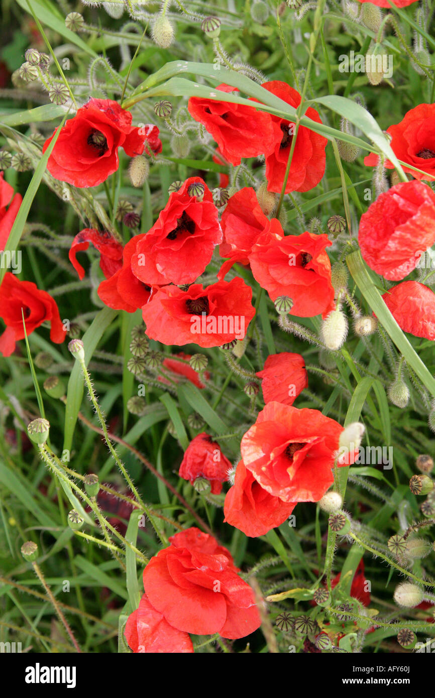 Common Poppy Papaver rhoeas Papaveraceae Stock Photo
