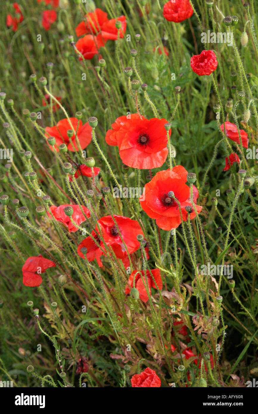 Common Poppy Papaver rhoeas Papaveraceae Stock Photo