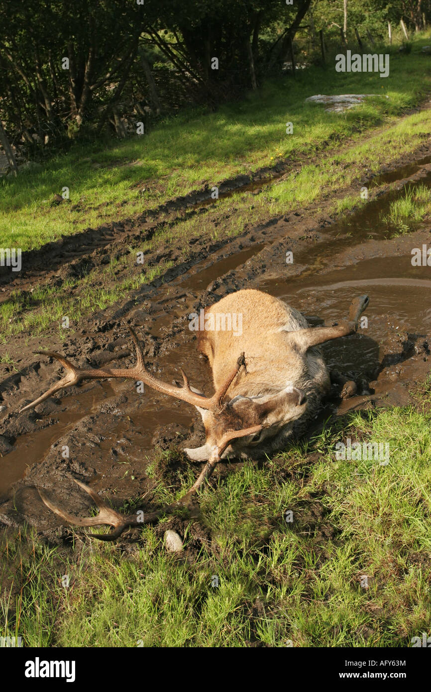 Red Deer Stag Cervus elaphus Wallowing in Mud Scotland Stock Photo