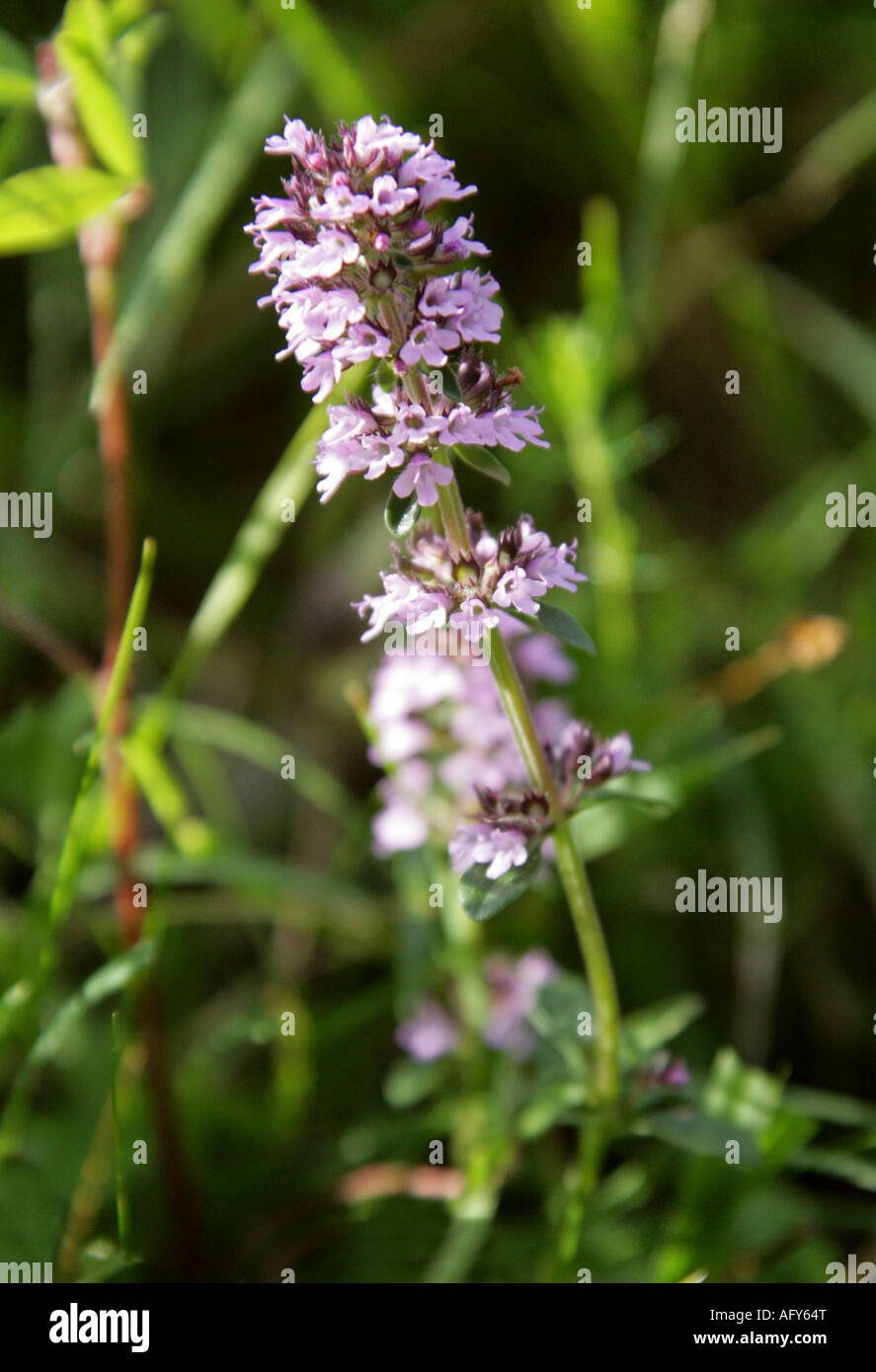 Large or Common Thyme Thymus vulgaris pulegioides Labiatae Lamiaceae Stock Photo