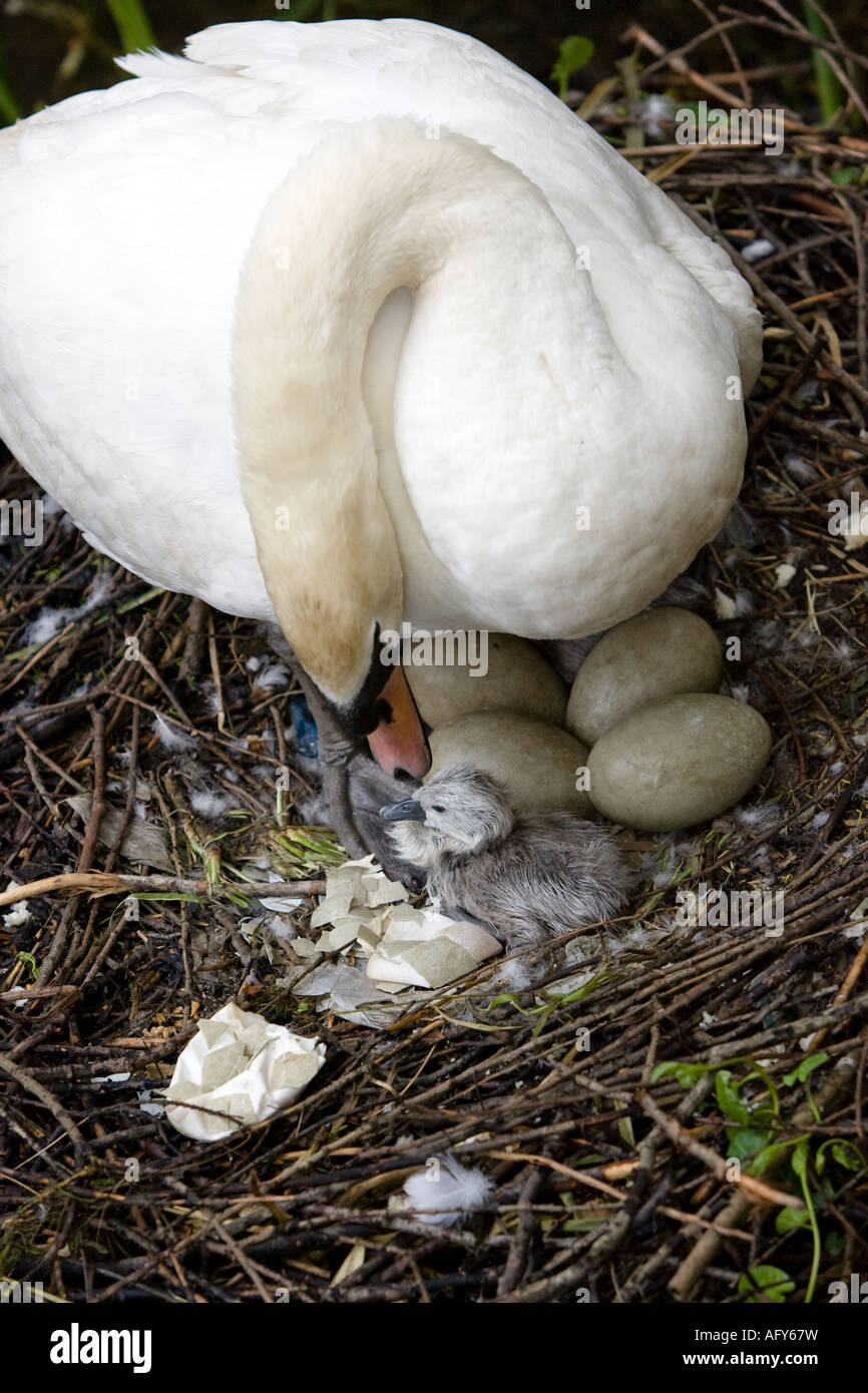 Swan tending to eggs as her offspring hatch in nest River Stour Sudbury Suffolk England Stock Photo