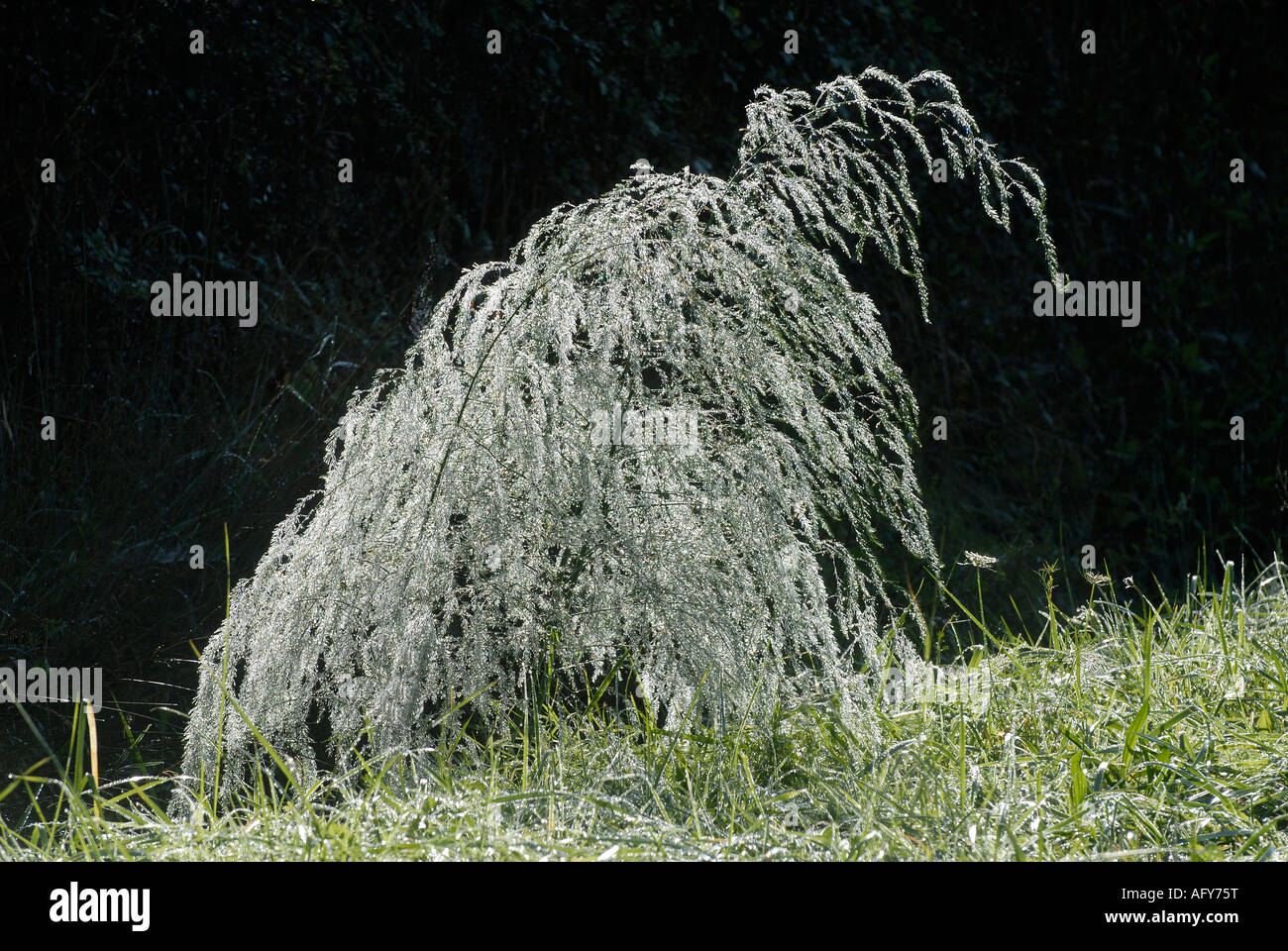 Wild Asparagus - Asparagus officinalis - covered in morning dew, La Brenne, France. Stock Photo