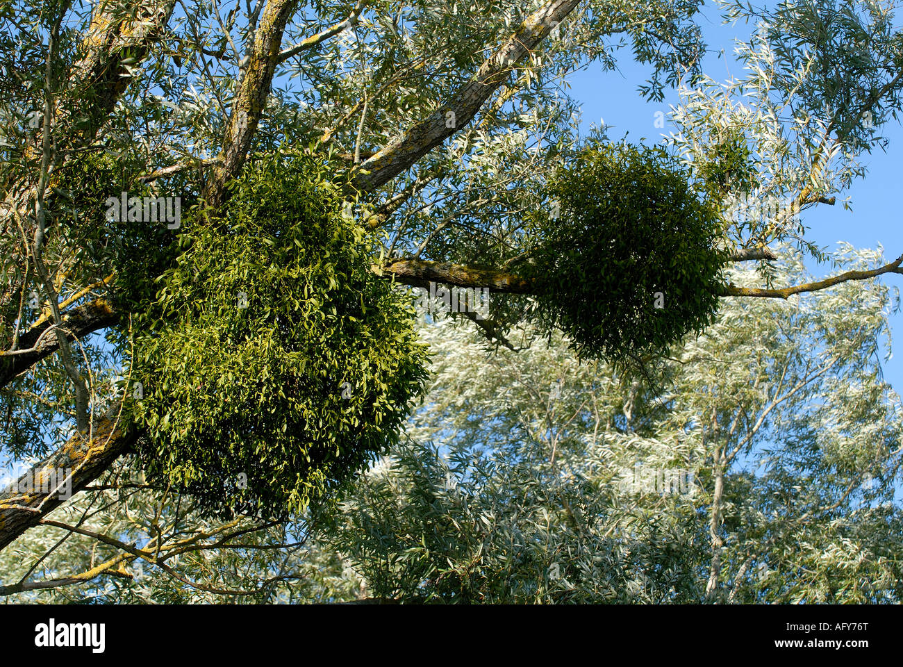 growing on White Willow, La Brenne, France. Stock Photo
