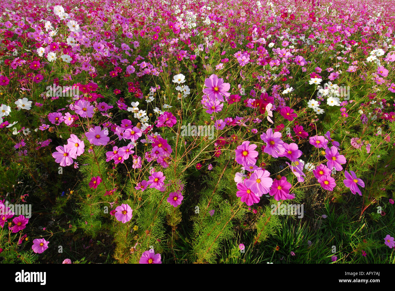 Typical 'wild' flower display seasonally sown around Chaumussay and many other villages in the sud-Touraine, France. Stock Photo