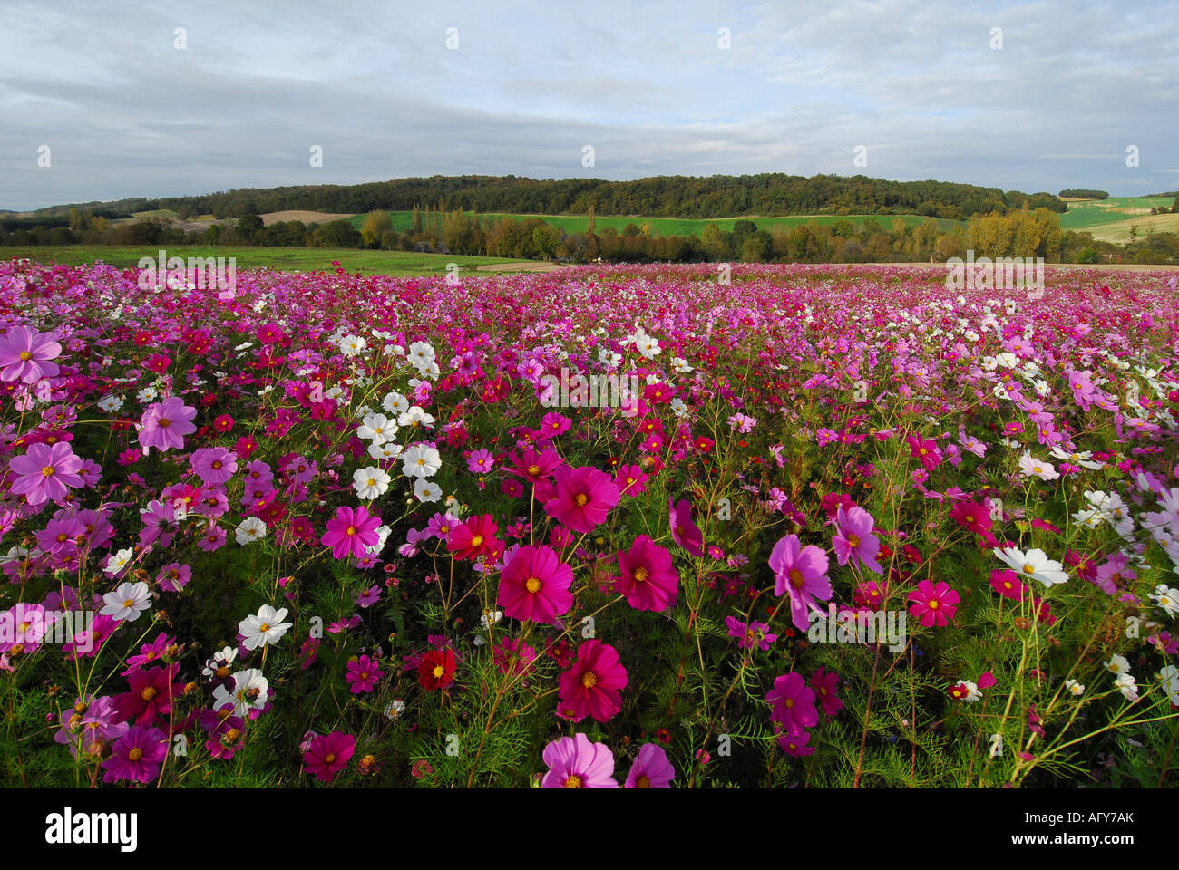 Typical 'wild' flower display seasonally sown around Chaumussay and many other villages in the sud-Touraine, France. Stock Photo