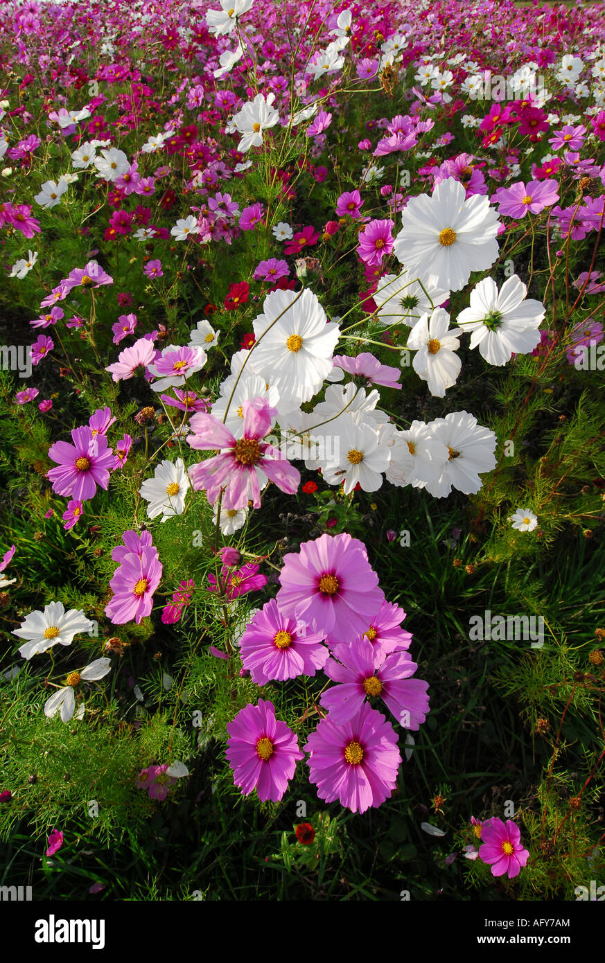 Typical 'wild' flower display seasonally sown around Chaumussay and many other villages in the sud-Touraine, France. Stock Photo