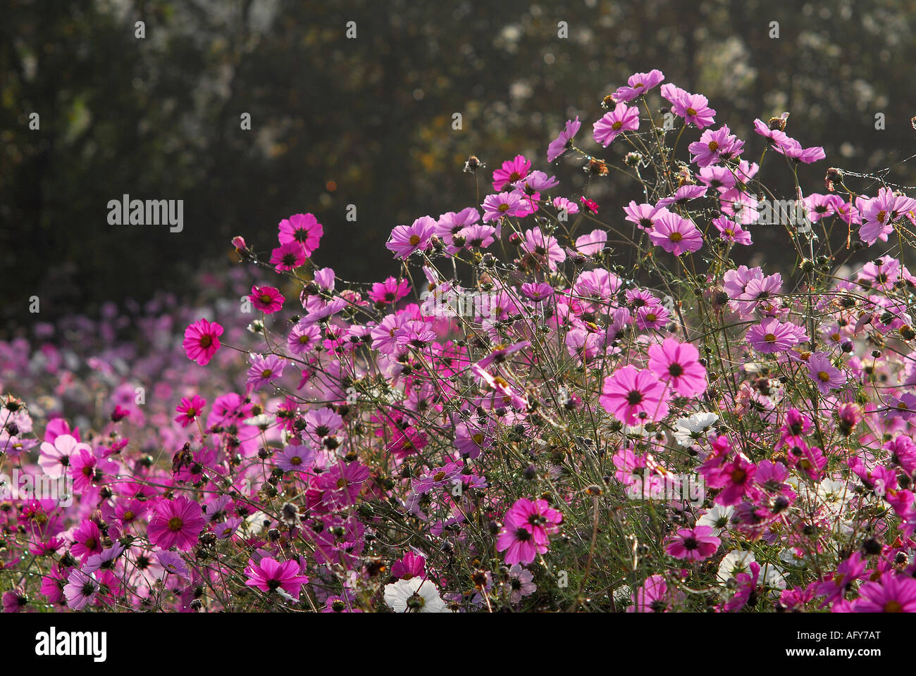 Typical 'wild' flower display seasonally sown around Chaumussay and many other villages in the sud-Touraine, France. Stock Photo