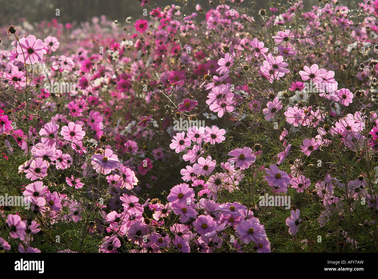 Typical 'wild' flower display seasonally sown around Chaumussay and many other villages in the sud-Touraine, France. Stock Photo