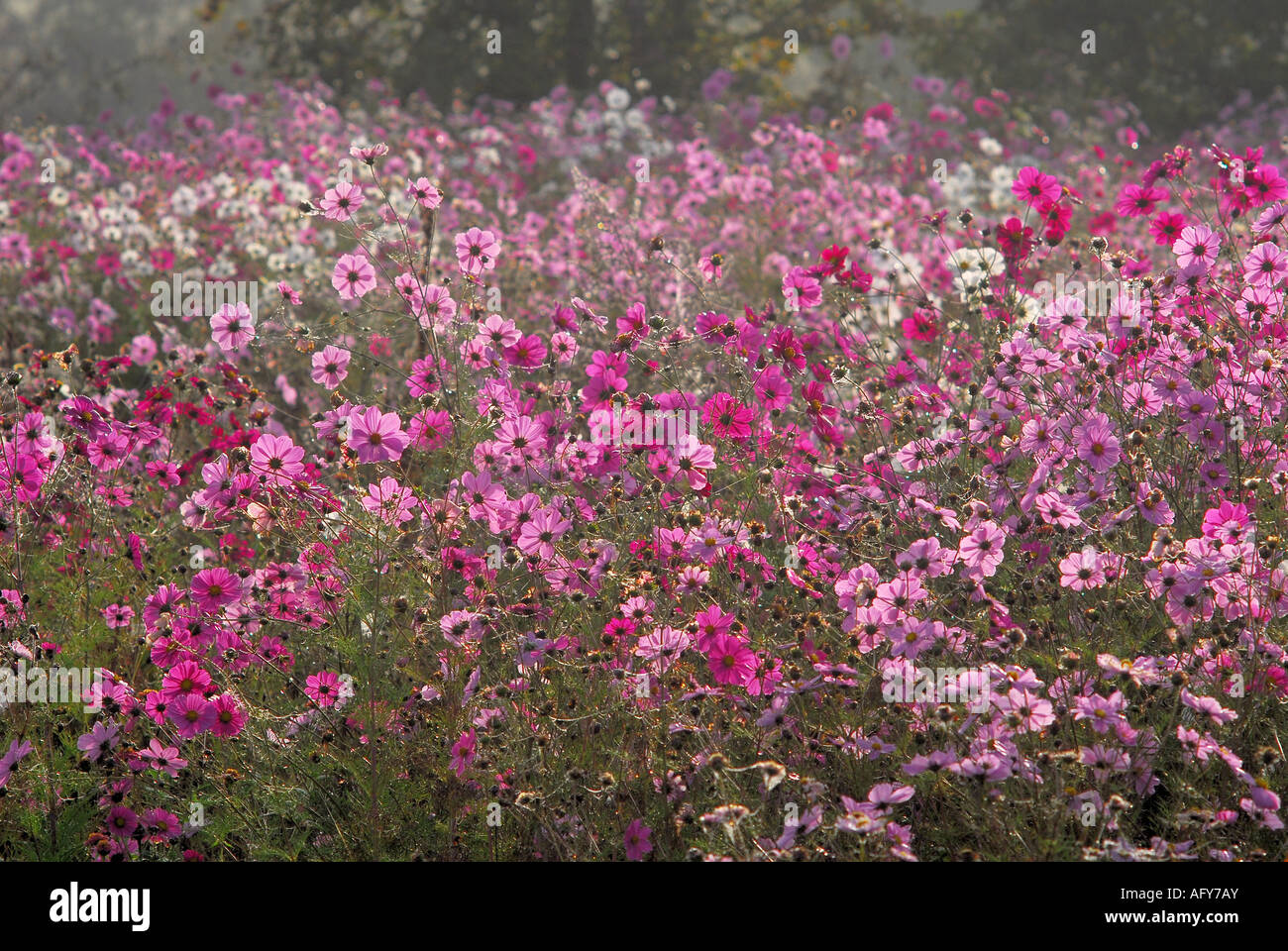 Typical 'wild' flower display seasonally sown around Chaumussay and many other villages in the sud-Touraine, France. Stock Photo