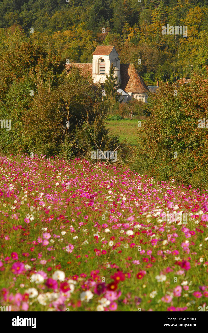 Typical 'wild' flower display seasonally sown around Chaumussay and many other villages in the sud-Touraine, France. Stock Photo