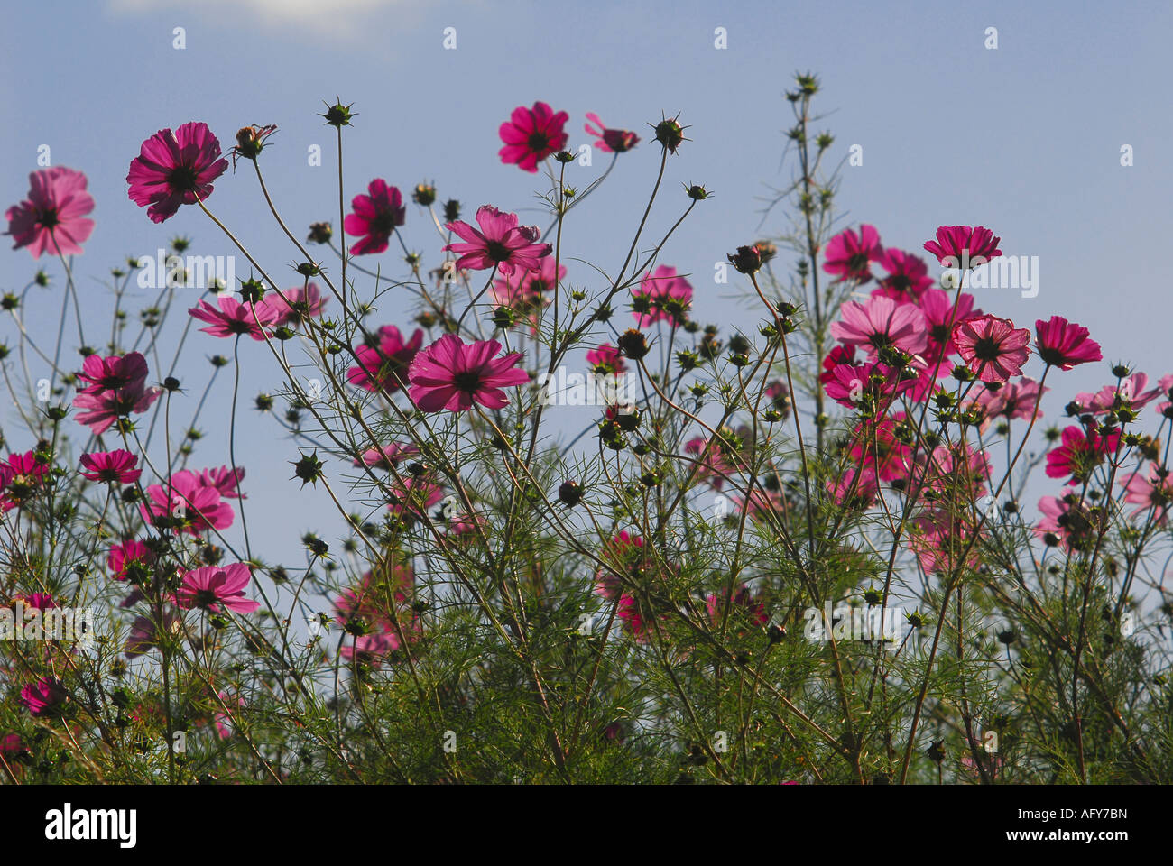 Typical 'wild' flower display seasonally sown around Chaumussay and many other villages in the sud-Touraine, France. Stock Photo