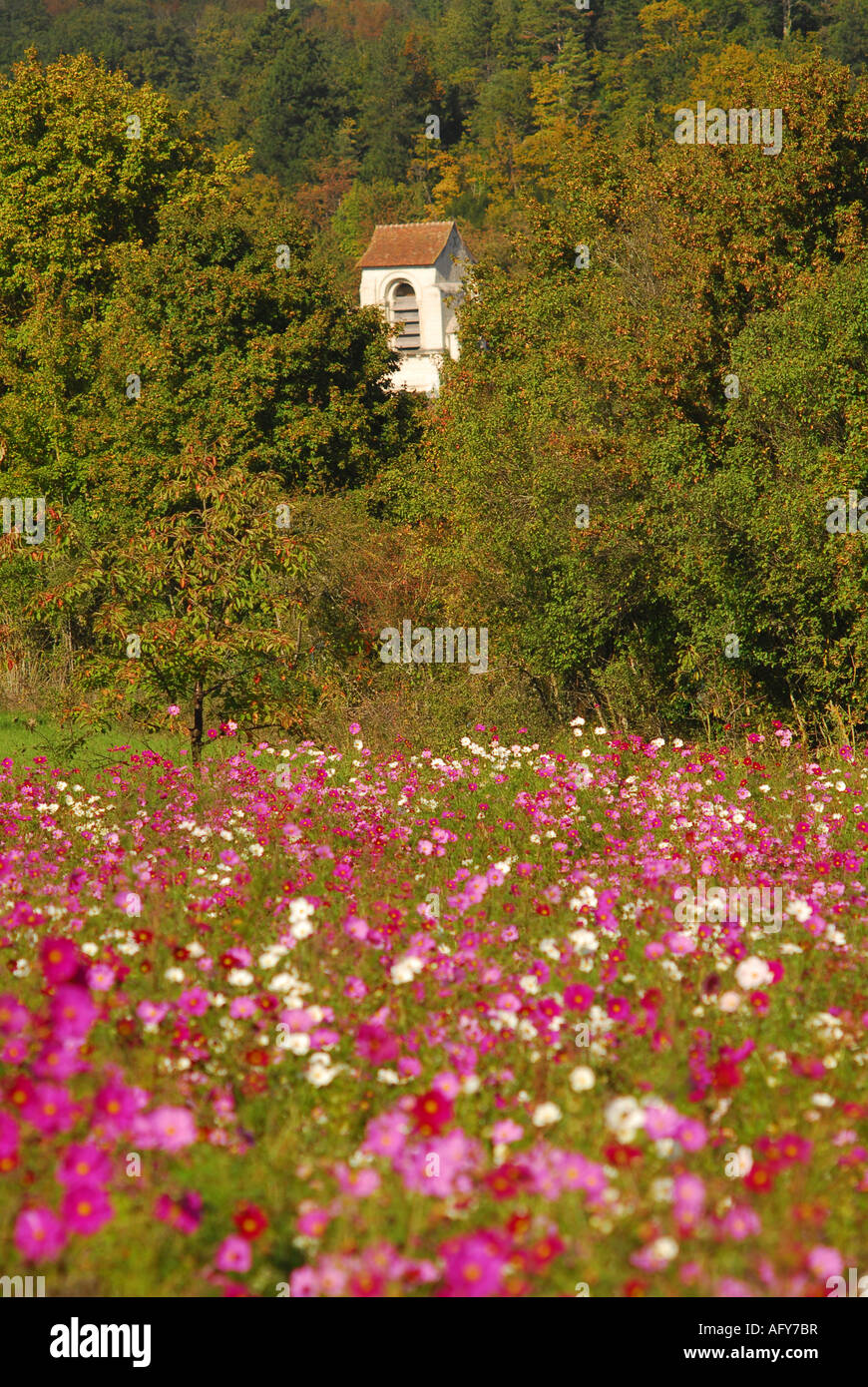 Typical 'wild' flower display seasonally sown around Chaumussay and many other villages in the sud-Touraine, France. Stock Photo