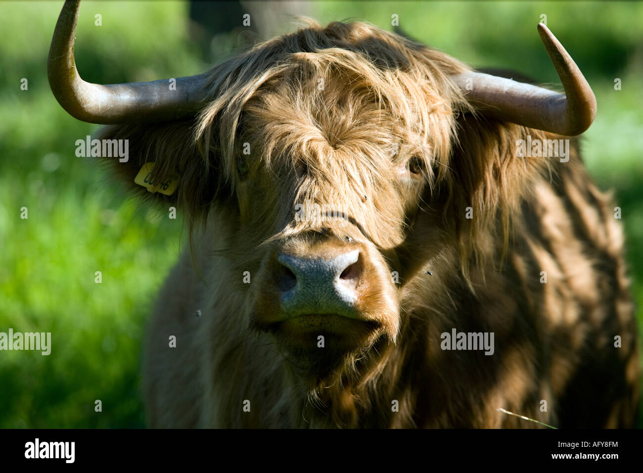 Highland cattle grazing near River Stour Sudbury Suffolk England Stock