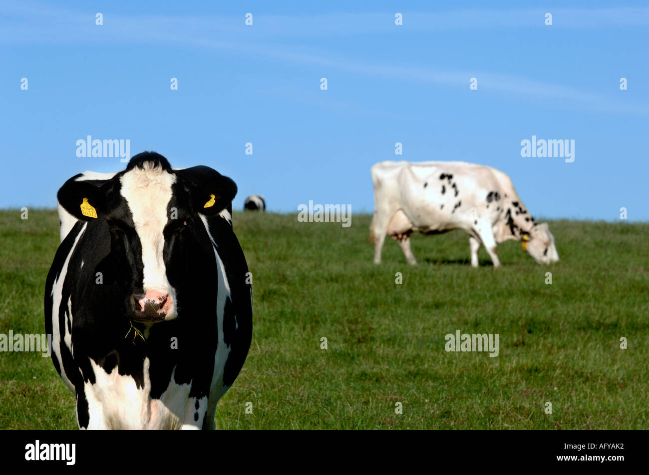 a herd of black and white Holstein Friesan dairy cows grazing in field ...