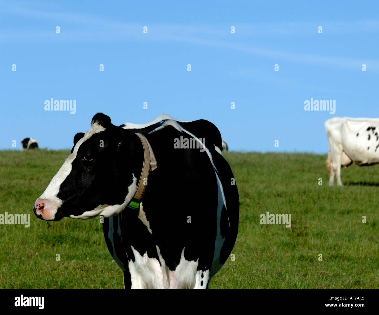 a herd of black and white Holstein Friesan dairy cows grazing in field ...