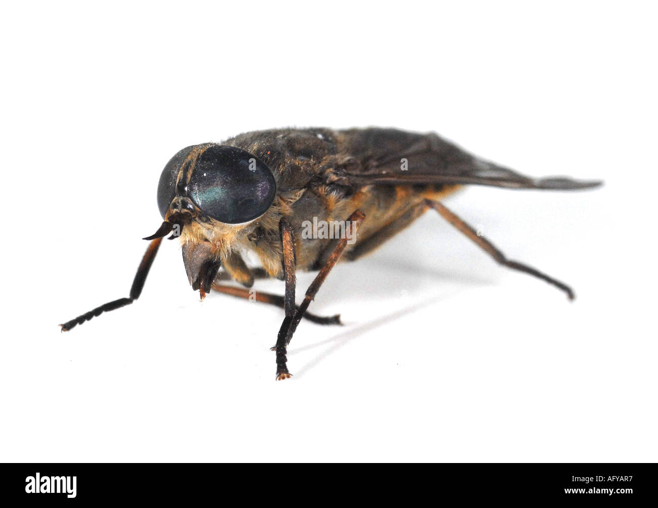 This is a Cleg fly Haematopota pluvialis Stock Photo