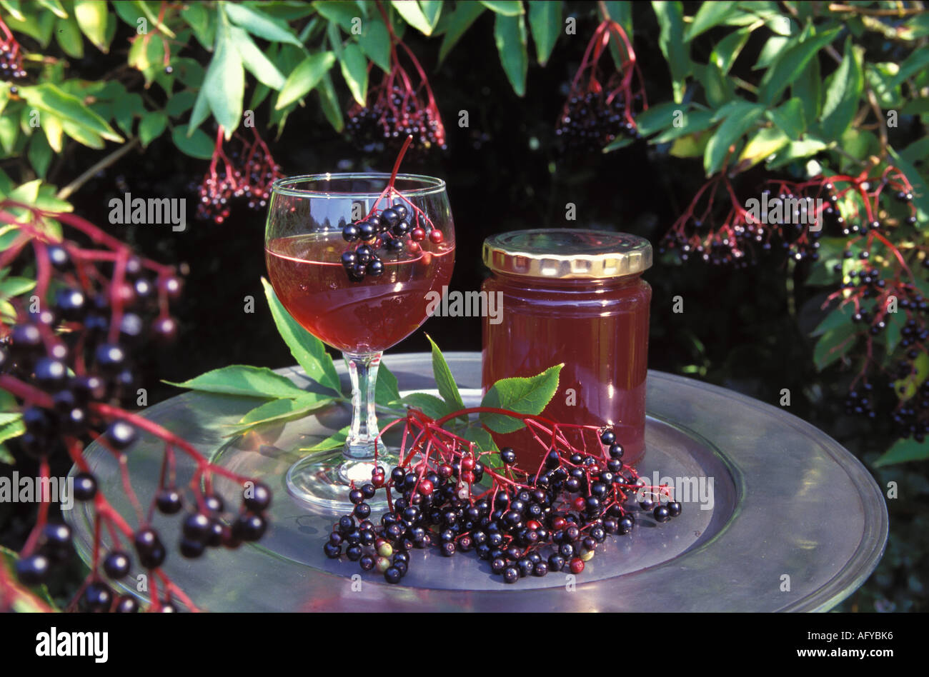 Elderberry wine beside elderberry bush UK Stock Photo