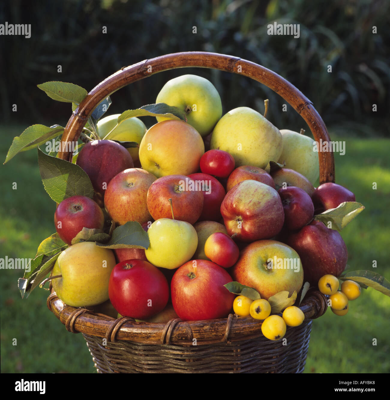 Basket of ripe apples in the countryside Kent Stock Photo