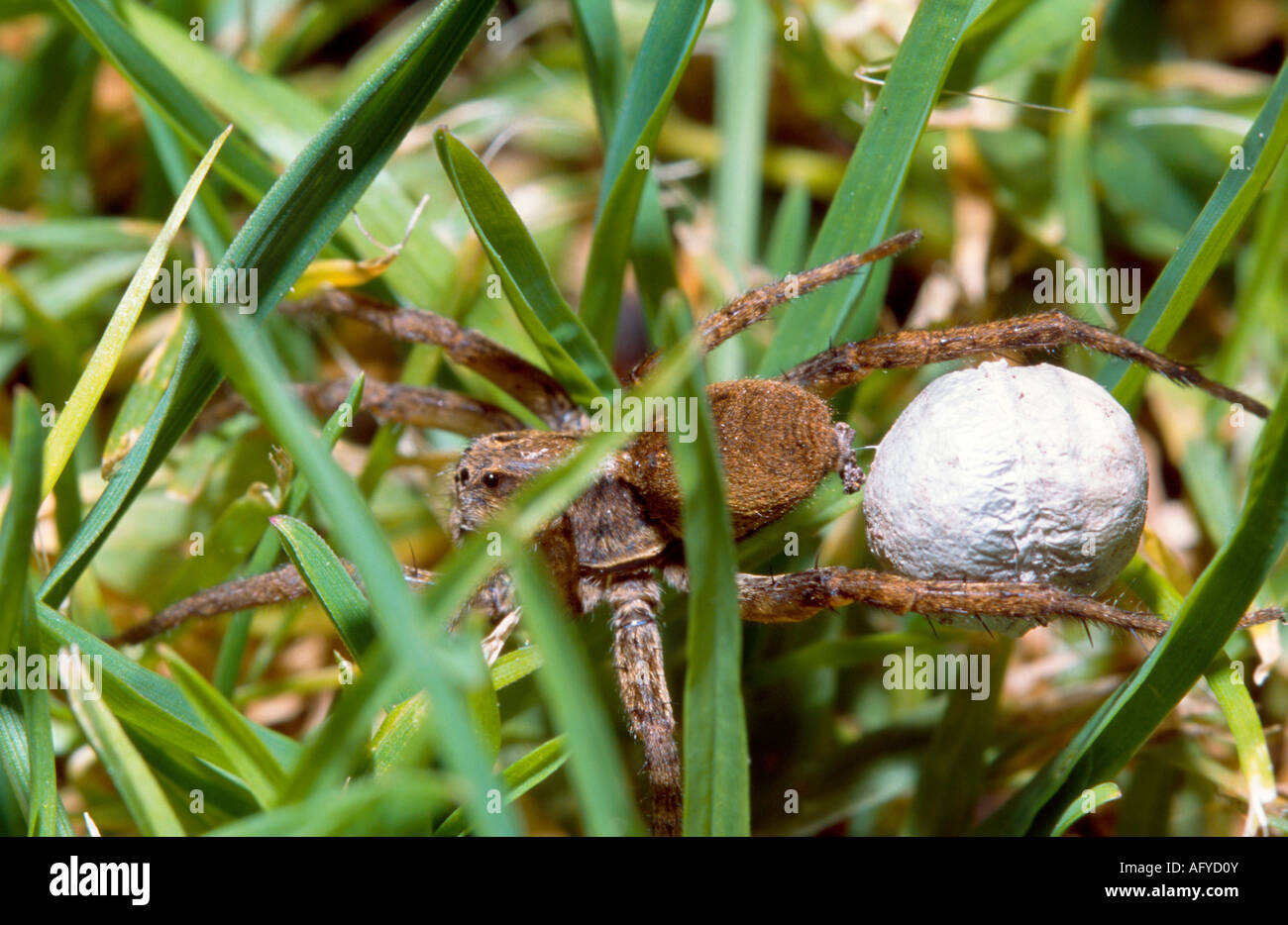 Wolf spider female carrying egg sac Stock Photo