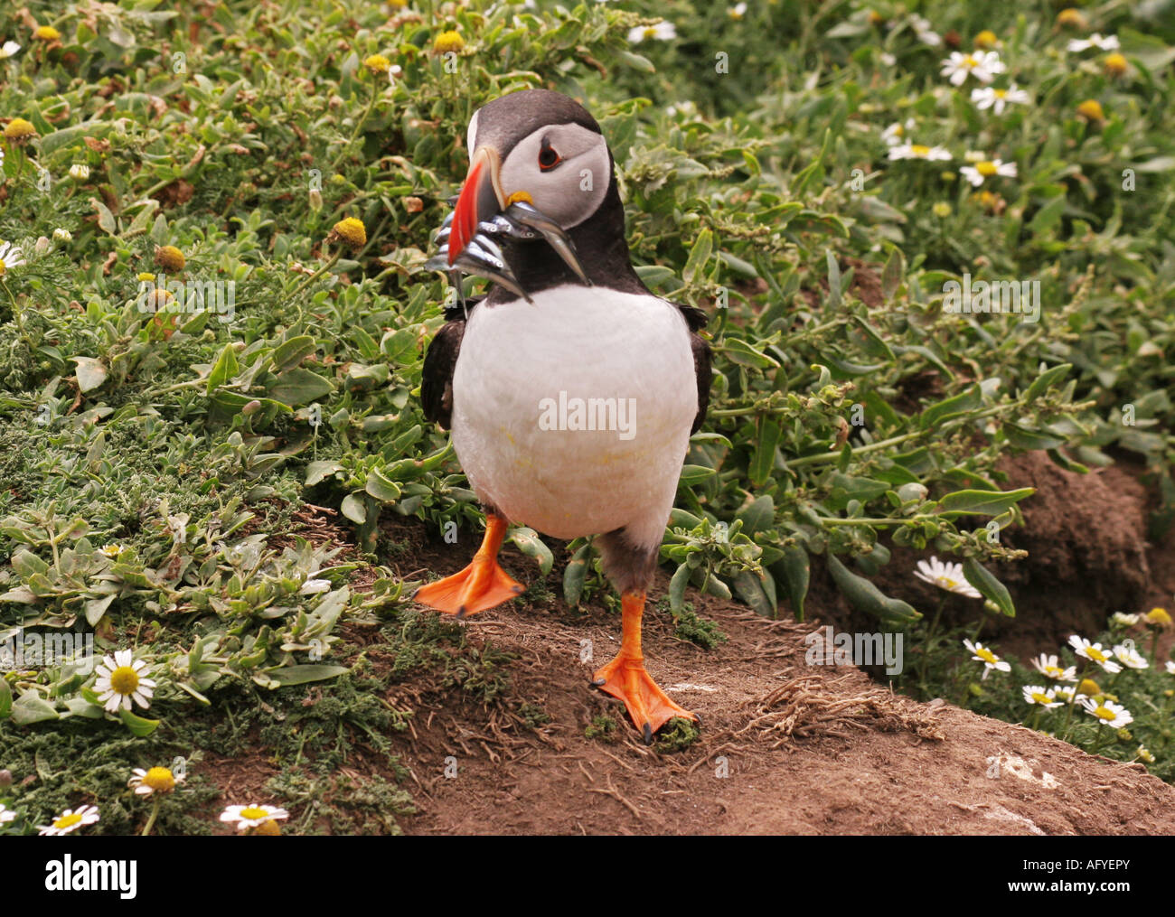 Puffin parrot with sand eels,Skomer,Pembrokeshire,Wales,UK Stock Photo