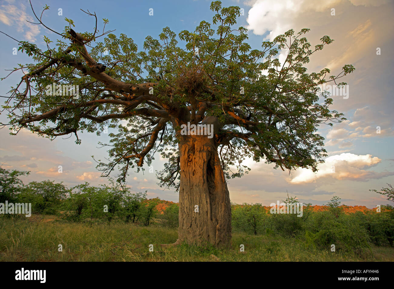 Baobab tree Adansonia digitata Mapungubwe National Park Limpopo Province South Africa Stock Photo