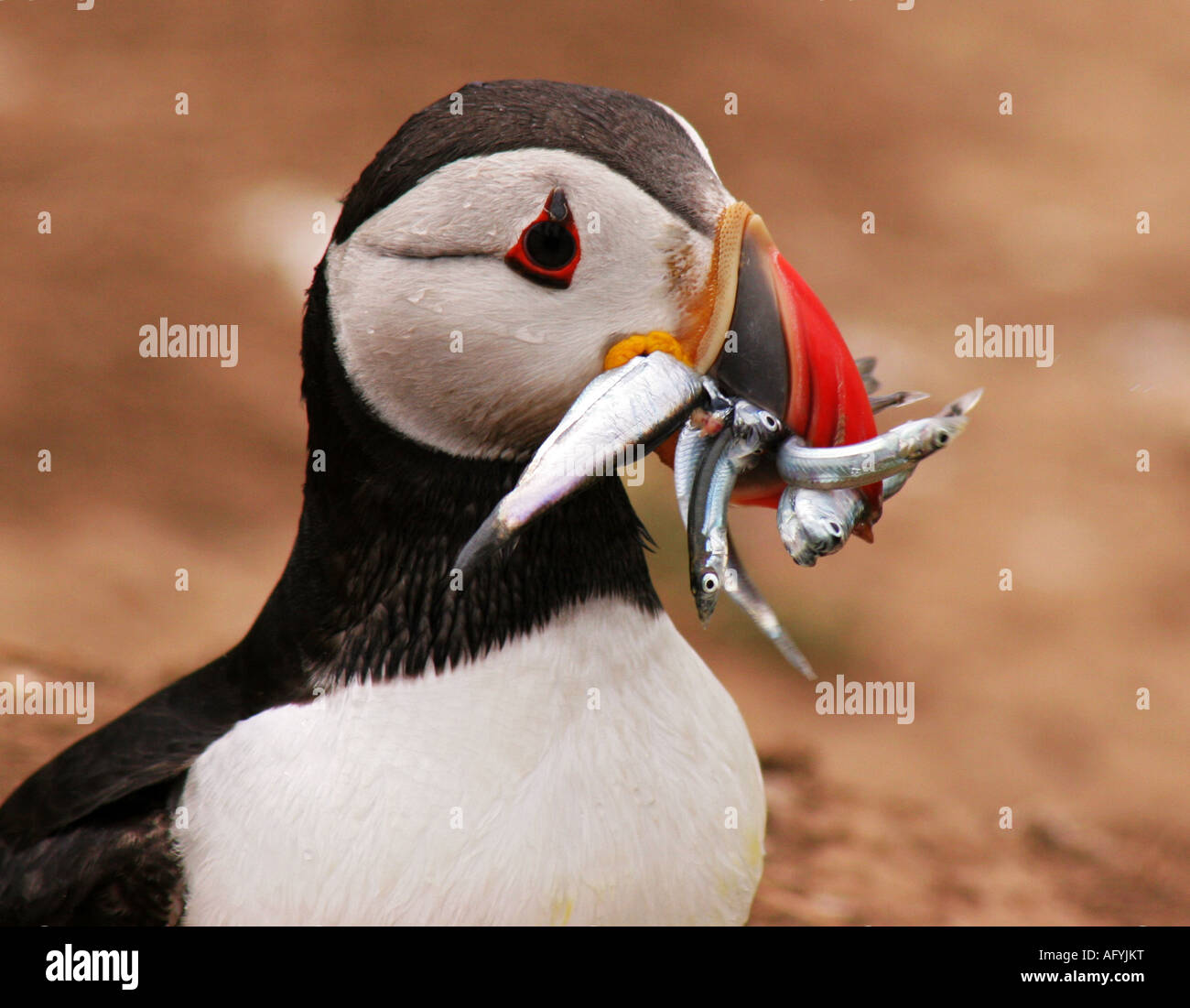 Atlantic puffin and sand eels on Skomer,Pembrokeshire,Wales,UK Stock Photo