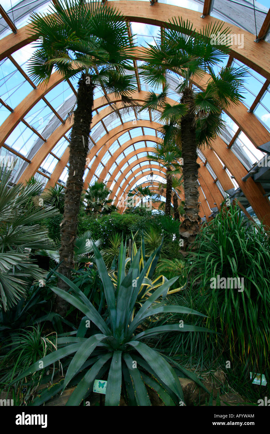 sheffield city centre winter gardens england uk gb Stock Photo - Alamy