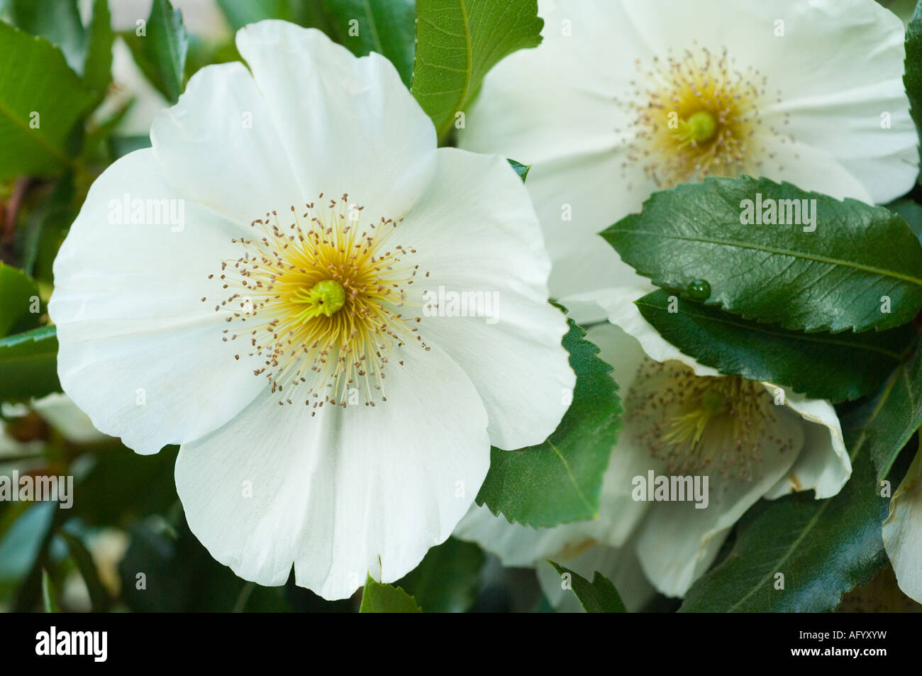 Eucryphia glutinosa close-up of flowers, cultivated tree, Arboretum Dundee Scotland UK Europe. Endemic to Central Chile. Stock Photo