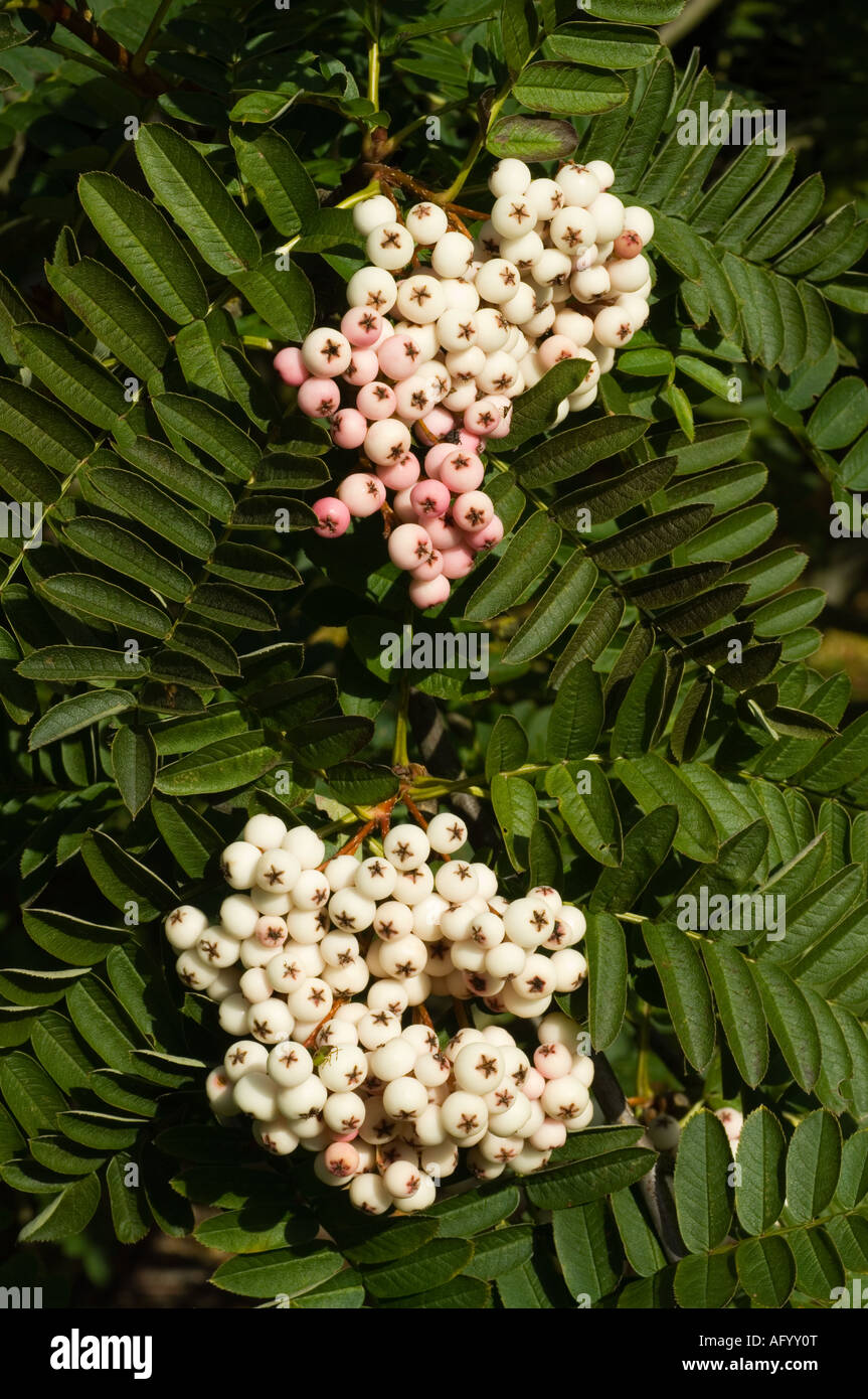 Sorbus ursine fruit Dundee Scotland UK September No common name Stock Photo
