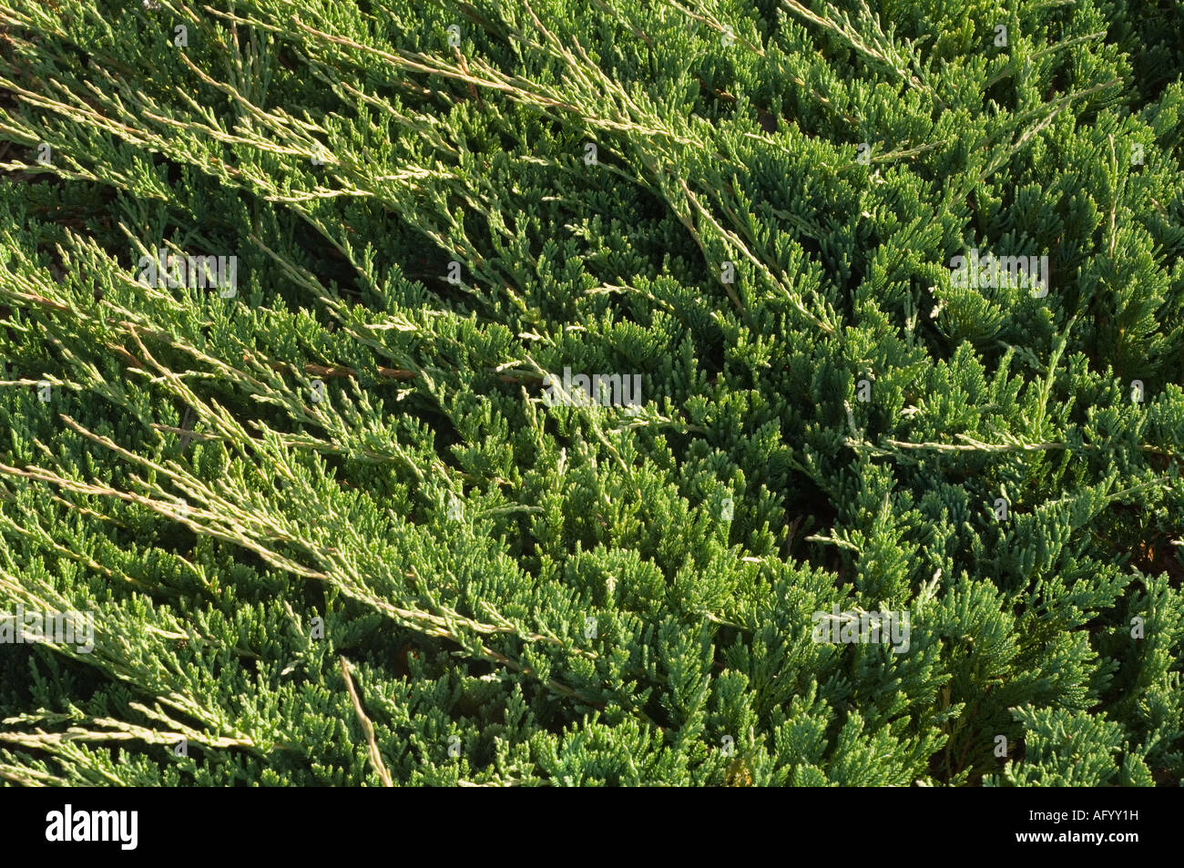 Creeping Juniper (Juniperus horizontalis) ground covering bush origin North America growing in Scottish garden UK September Stock Photo
