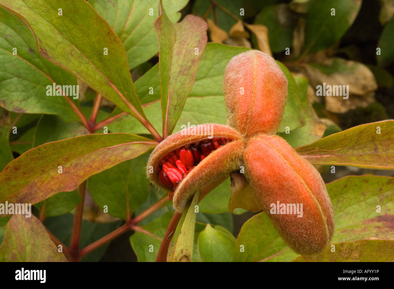 Peony seed capsules hi-res stock photography and images - Alamy