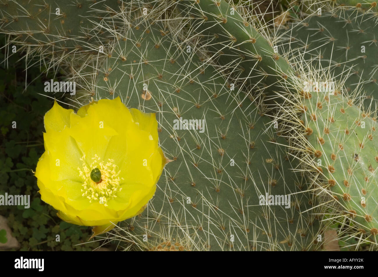 Prickly Pear Opuntia leucotricha flowering in conservatory in Scotland UK Stock Photo