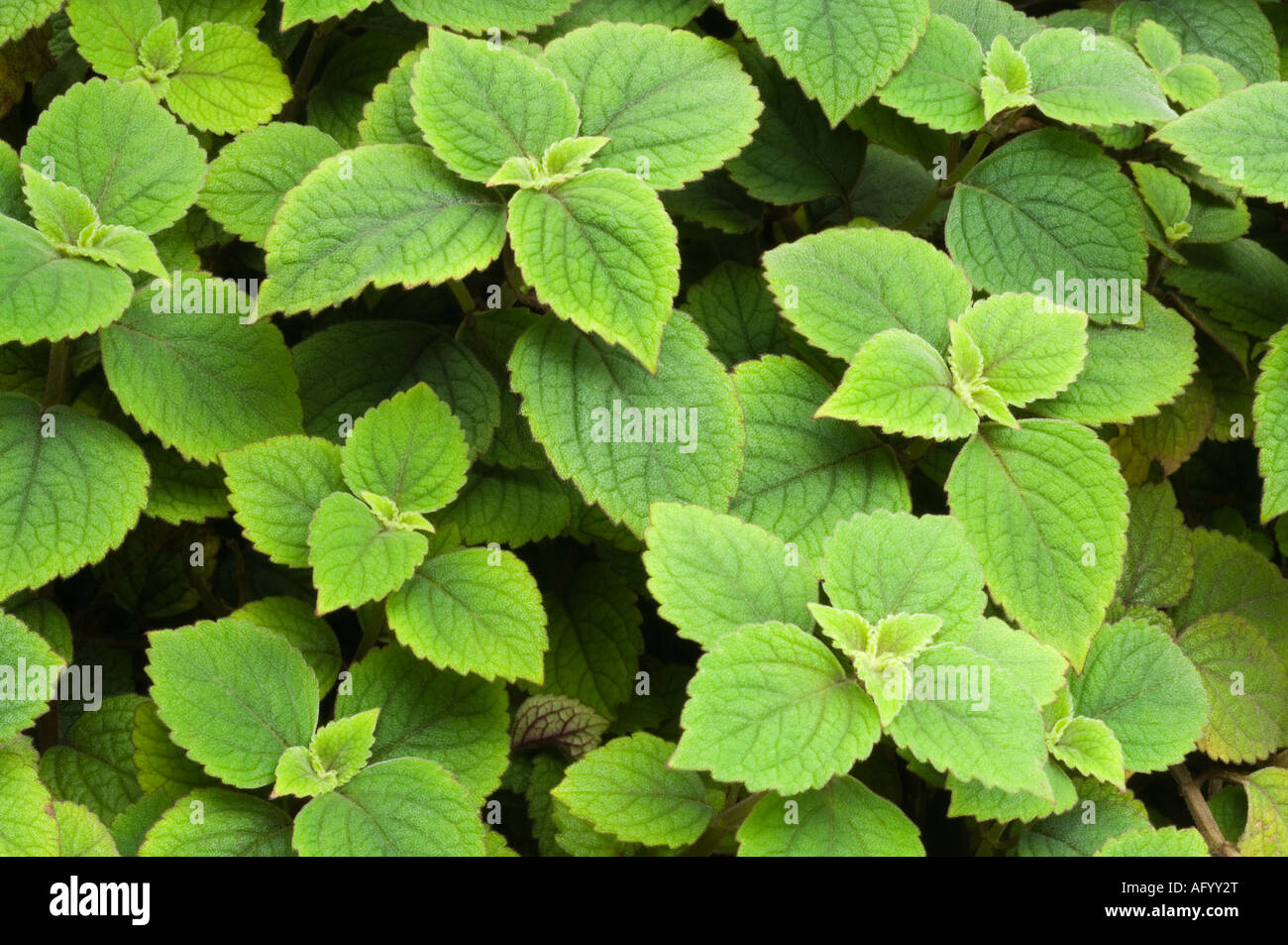 Purple leaved Swedish ivy Plectranthus purpuratus tender houseplant native to South Africa Stock Photo