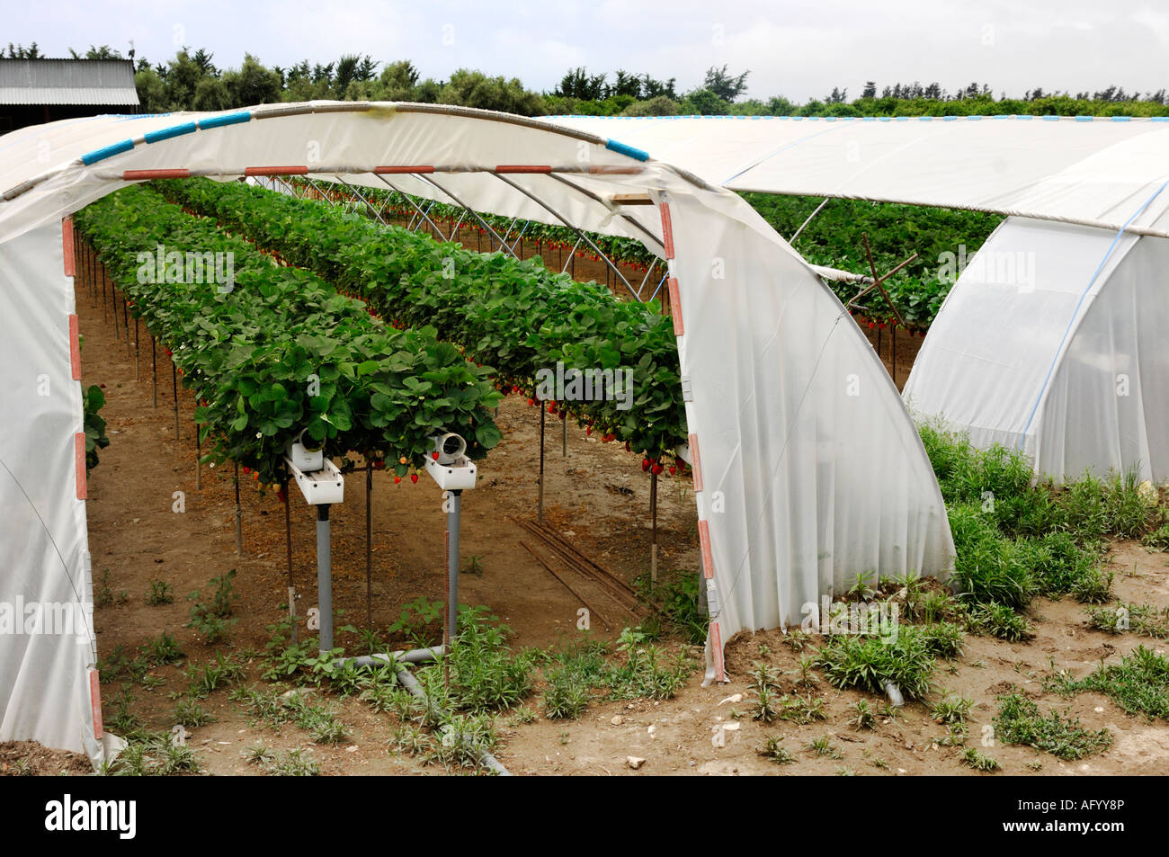 Greenhouses with organic strawberry Stock Photo - Alamy