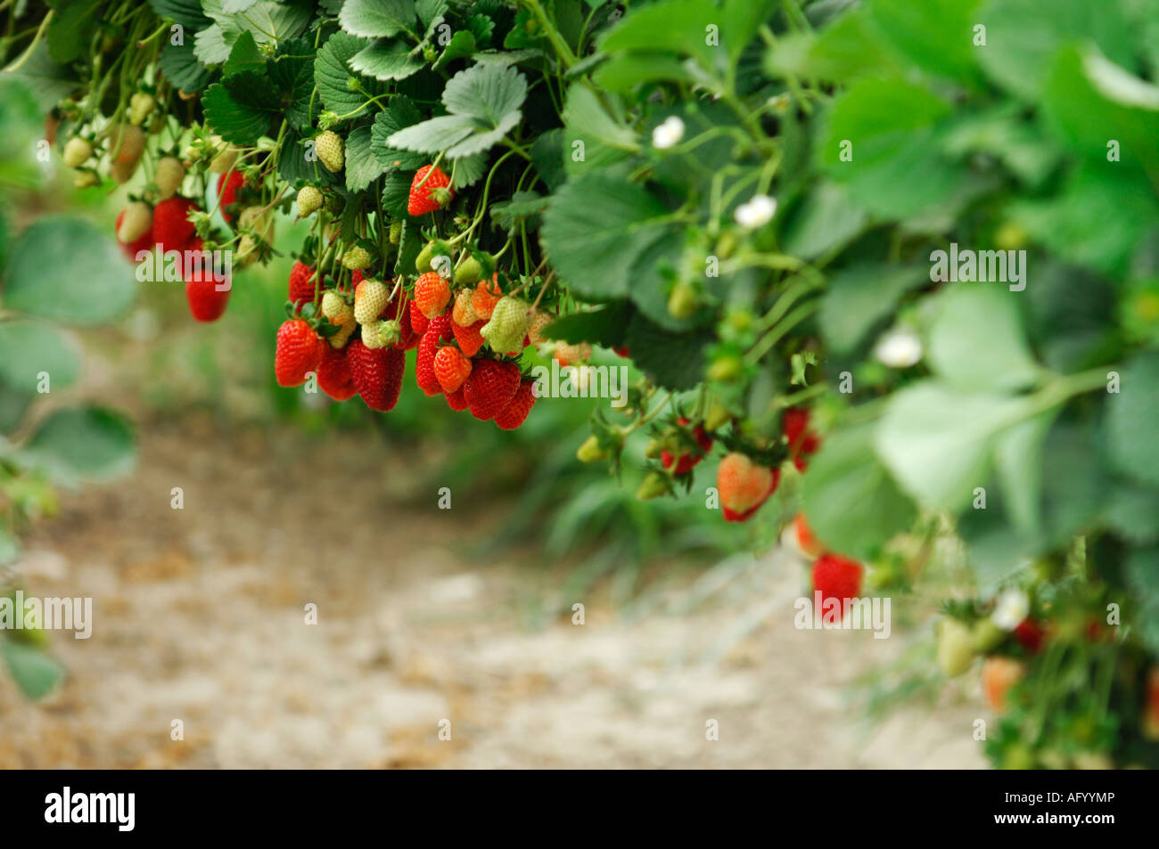 Organic strawberry growing in a greenhouse Stock Photo - Alamy
