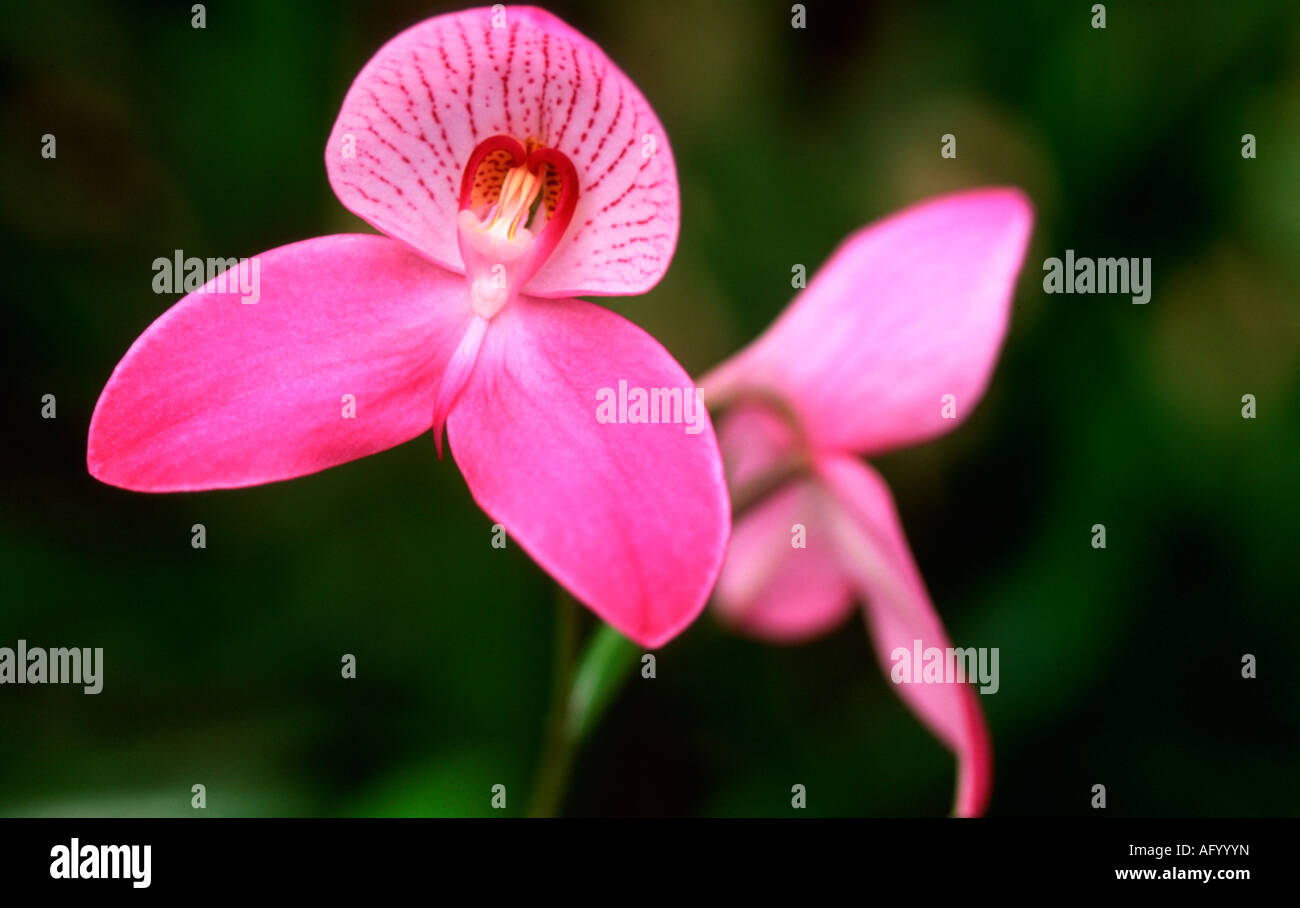 Pink orchid flowers hi-res stock photography and images - Alamy