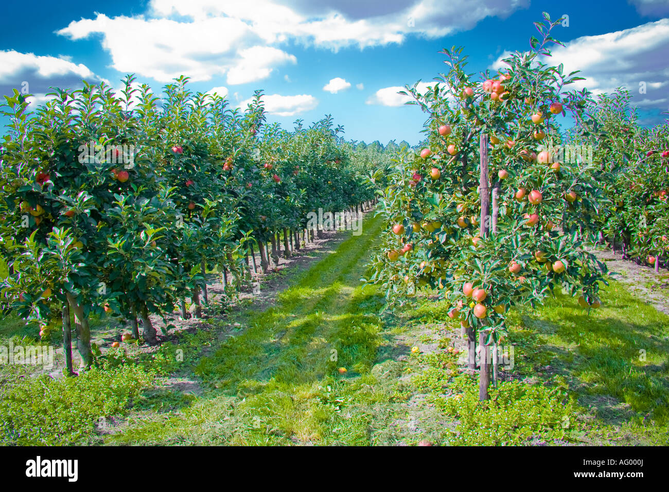 Harvest ready Red Cider Apples in Orchard Stock Photo - Alamy