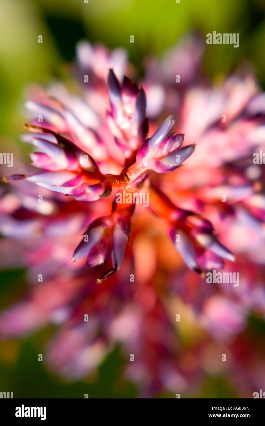 close up of the flower from a Brazilian Aechmea Blue Rain bromeliad Stock Photo