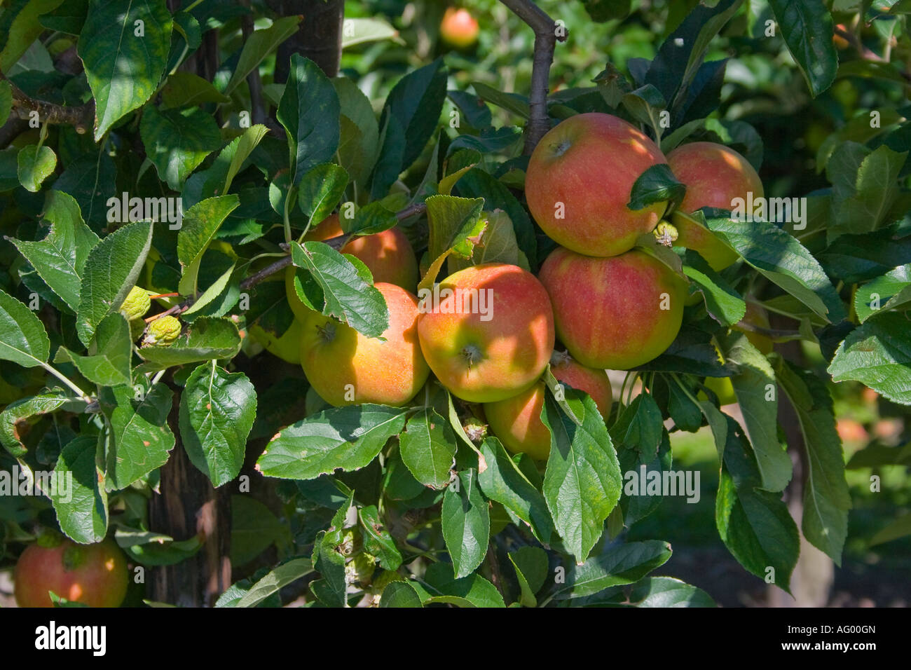 Red Apples hanging on Branches Stock Photo - Alamy