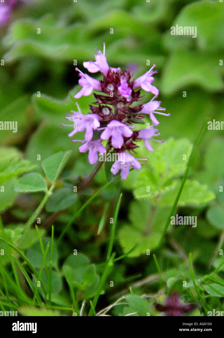 Wild Thyme Thymus serpyllum Labiatae Stock Photo