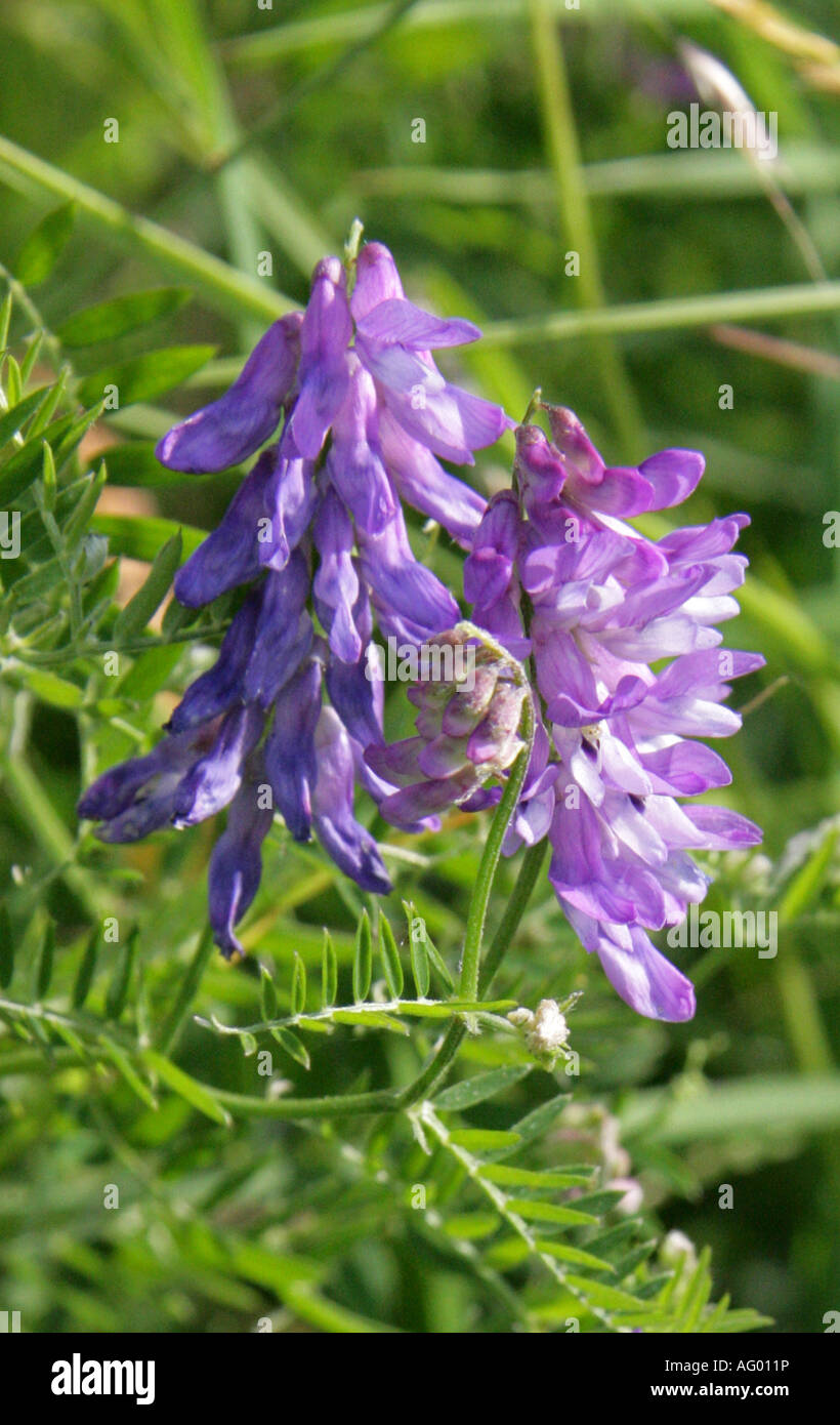 Tufted Vetch, Bird Vetch, Cow Vetch or Tinegrass, Vicia cracca, Fabaceae, Inflorescence Stock Photo