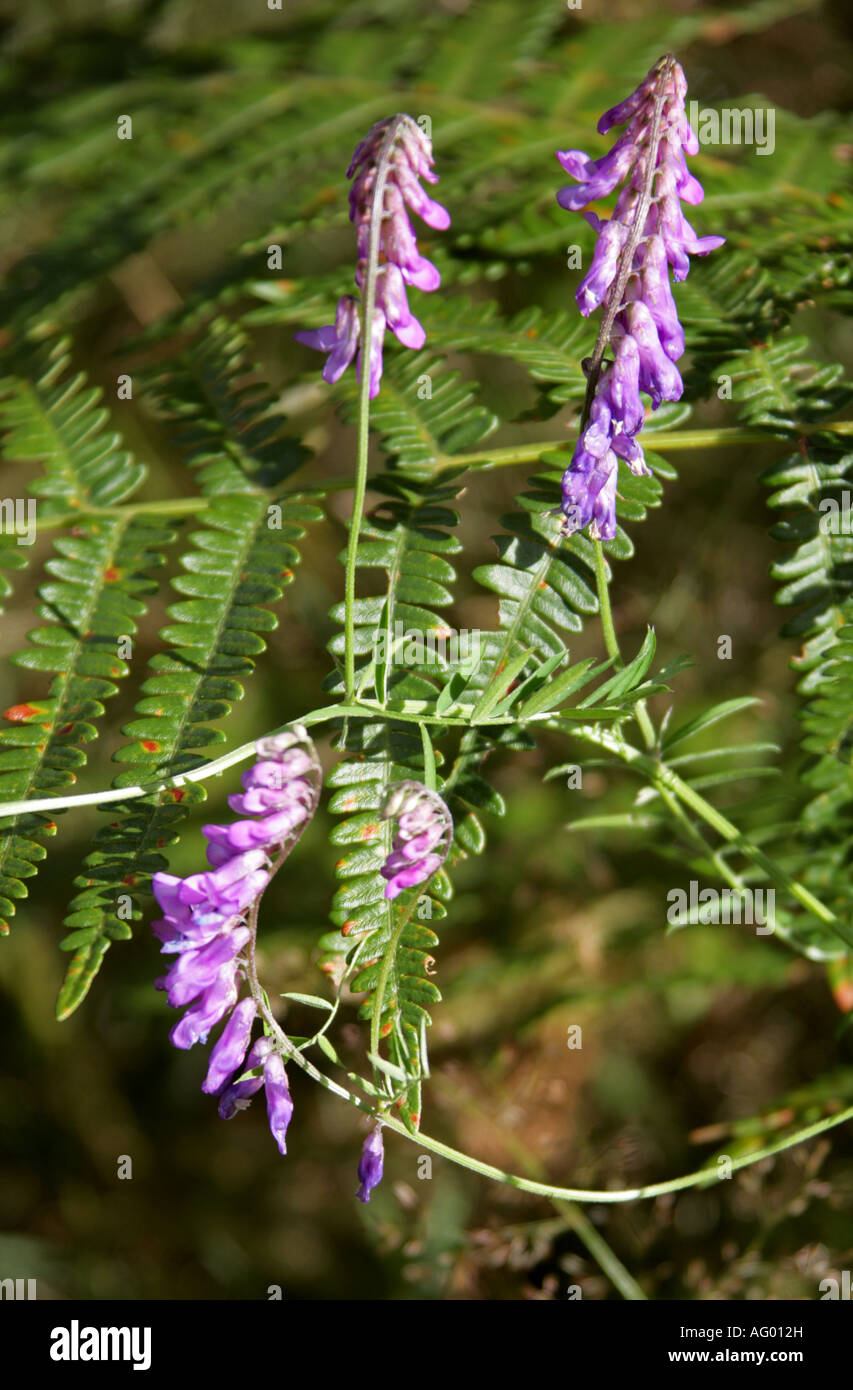 Tufted Vetch, Bird Vetch, Cow Vetch or Tinegrass, Vicia cracca, Fabaceae Stock Photo