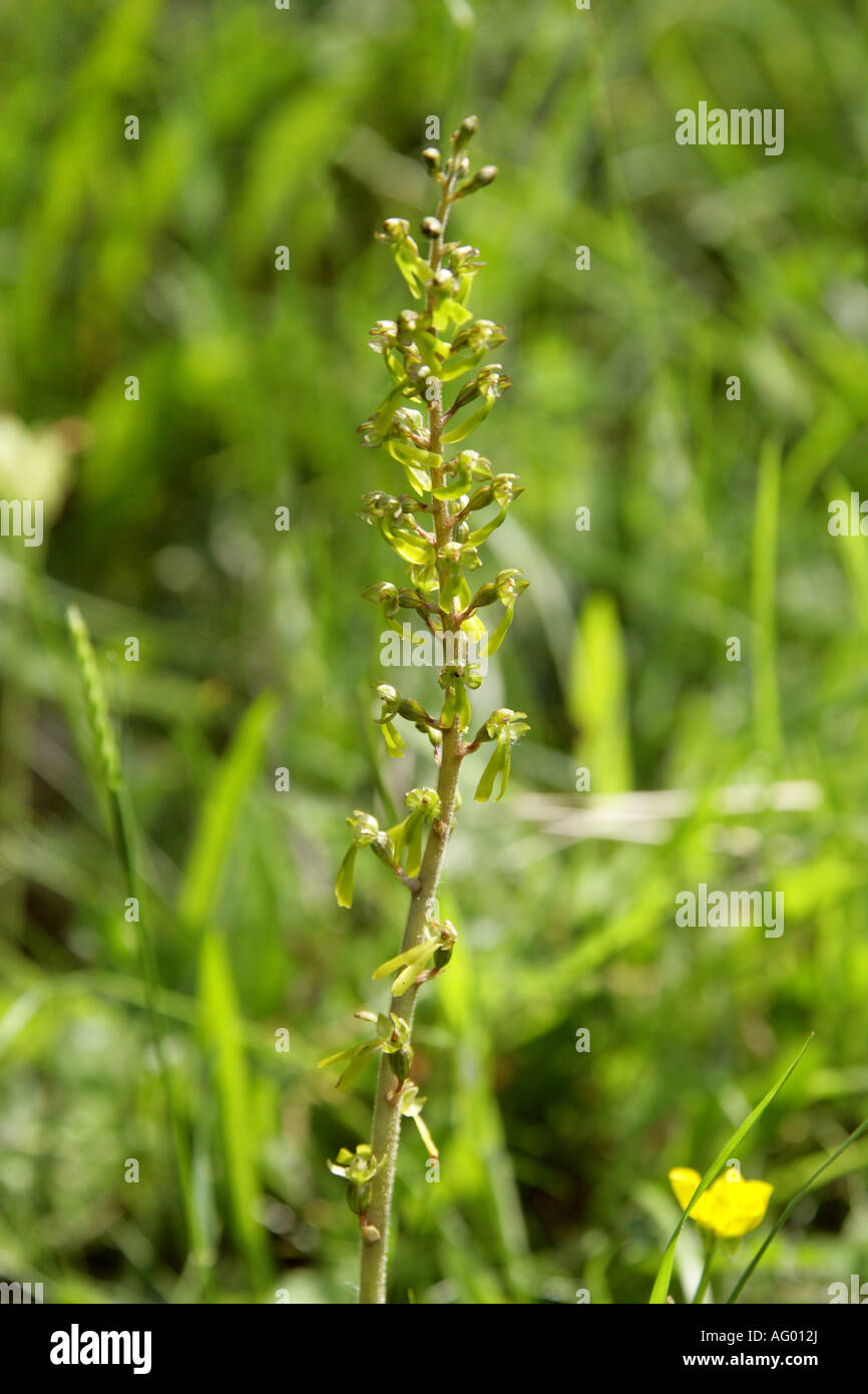 Common Twayblade, Listera ovata, Orchidaceae Stock Photo