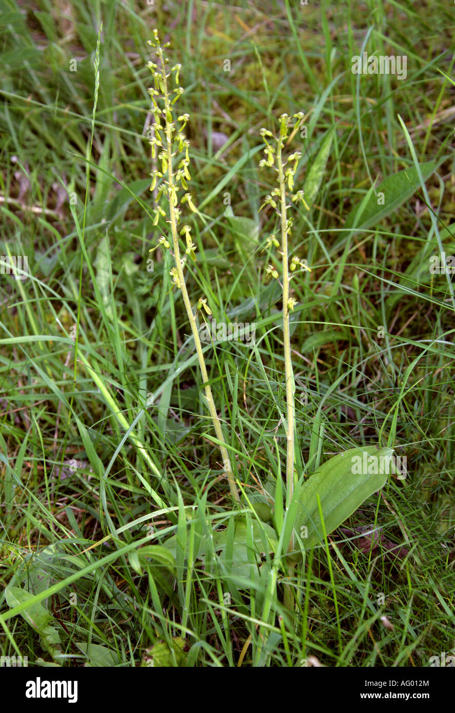 Common Twayblade, Listera ovata, Orchidaceae Stock Photo