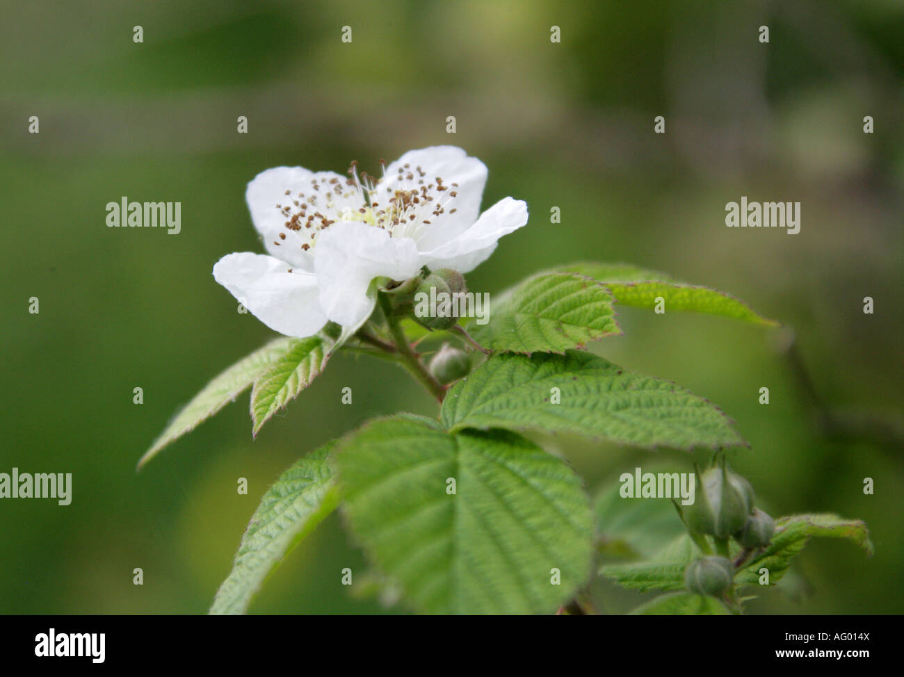Bramble Flower, Rubus fruticosus, Rosaceae Stock Photo